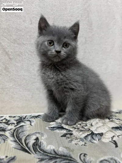 For Sale British Female Kittens 2