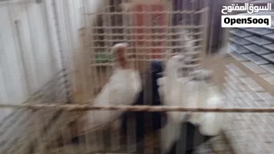 فراخ شخاشلة حمر وارباش وبلندي 3
