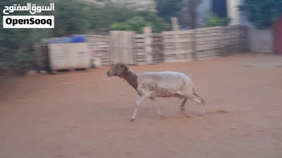 نعجه وطنيه الله يبارك عشره بادن الله ضرعها سليم سنها جامعه... 3