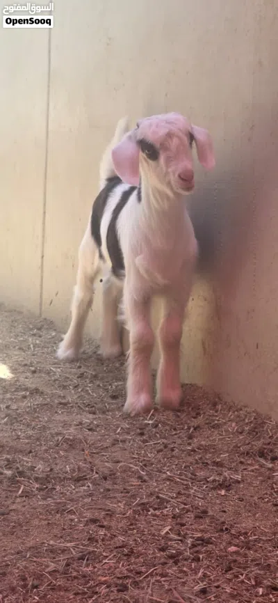 جدي من حلال الرحوب للبيع 3