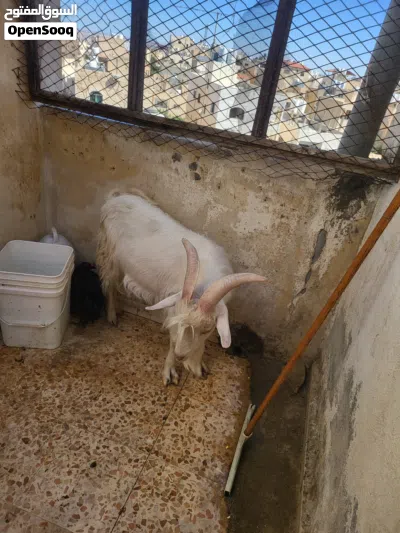 تيس سلالة سويسري (فحل هداد) 3