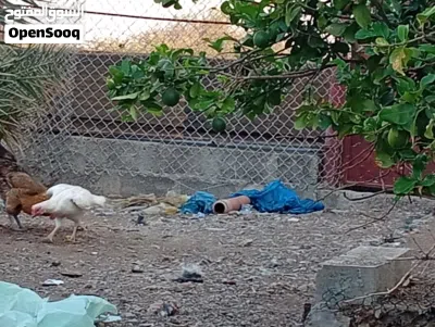 دجاج البيع لو البدل زوج اببص 4