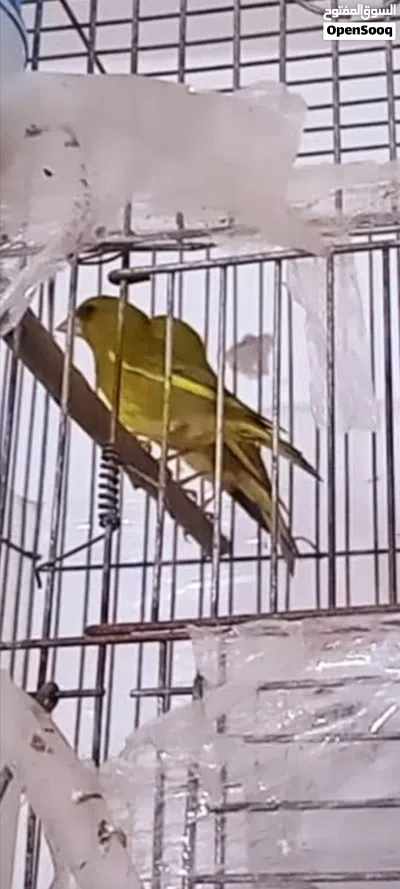 متوفر طيور تفحي وطيور خضري 3
