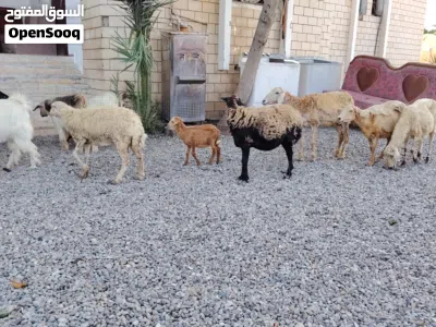 جعد للبيع اقرا الوصف تحت لا يفوتك 3