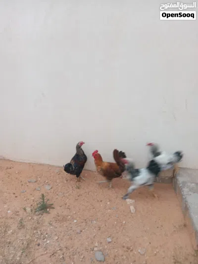 فراريج عربيات للبيع 2