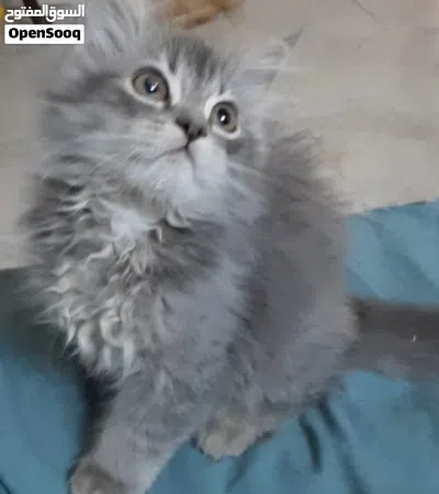 بيع قط صغير 3