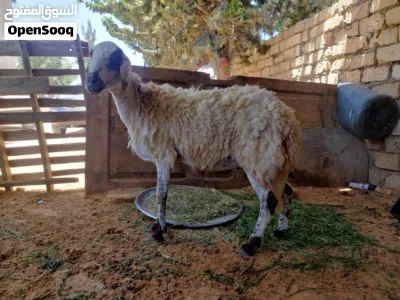 نعجه برقاويه ماشاء الله 3