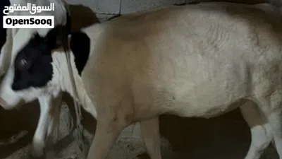 بجر حلوه ونوعية ارتفاع خمس بلوكات عمرها اكثر من 5 اشهر مال جني ورباط 2