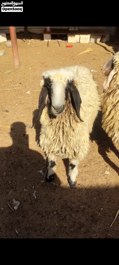 نعجه خشنه تنفع كصابه وتنفع جني 2