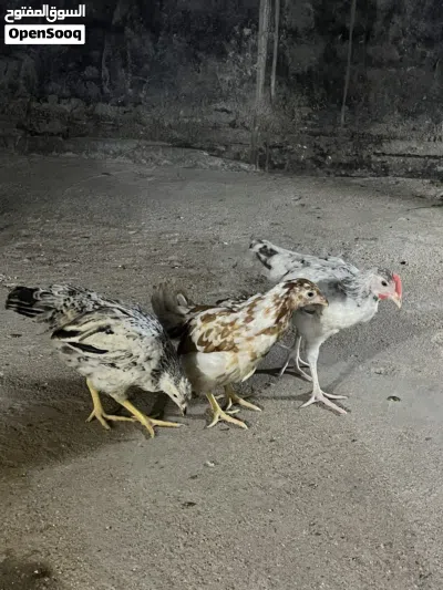 دجاج عرب العدد 6 دجين 4دجاجات 2