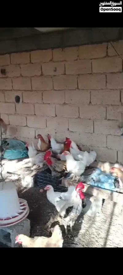 دجاج عماني بياص ويوجد دجاج عمر اربعه شهور 2