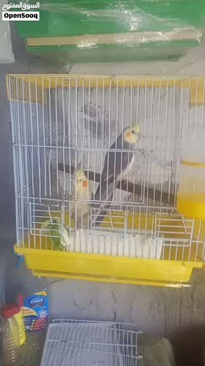 جوز كوكتيل 4