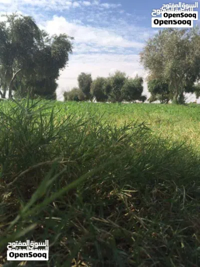 مزرعة للبيع 3