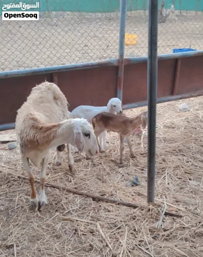 جاعده يمنية ولوووود ما شاء الله وتحتها كبشين تهجين سوداني 2