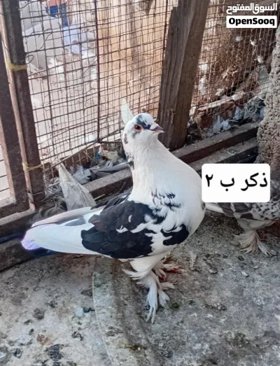 لي البيع او البدل باناث شمسيات مجموعه من الحمام 4