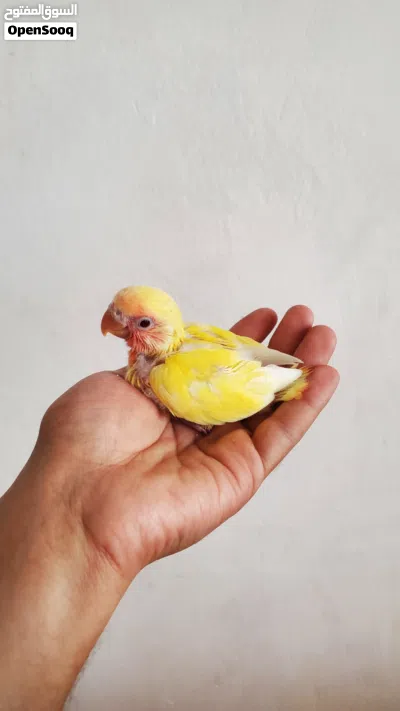 فروخ روز أصفر لاتينو عيون حمر لمحبي التأكيل اليدوي 3