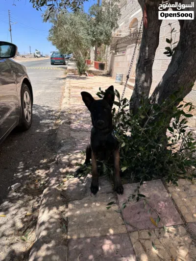 كلب مالينوا بلجيكي 3