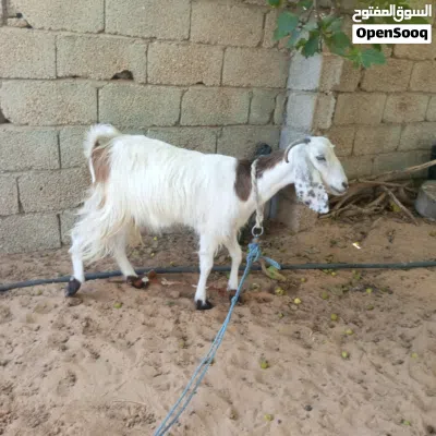 عنز بسم الله مشاء الله 2