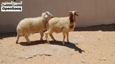 2خرفان وطنيات مشالله عمرهم ف7شهور سليمات من الامراض.. 2