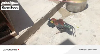 دجاج هراتي سعر التك 30 الف من الاخير دجاج بياض 2