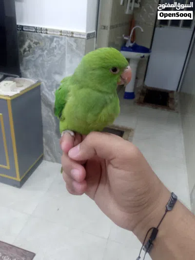 ببغاء دره هندي 3
