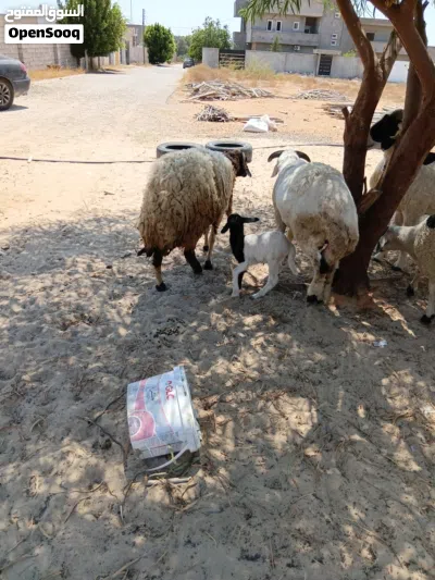 السلام عليكم ثلاثة نعجات 2 كل وحدة تحتها خروف سنهم اول جمع والتالثه انت والنصيب سنها سدسة 4