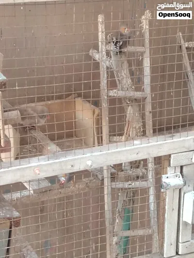 قفص طيور مع فناحس 2