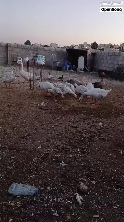 عشر وزات عمر 3 شهور 4