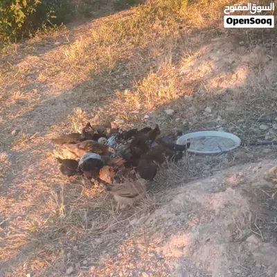 صوص بلدي الكرك 4