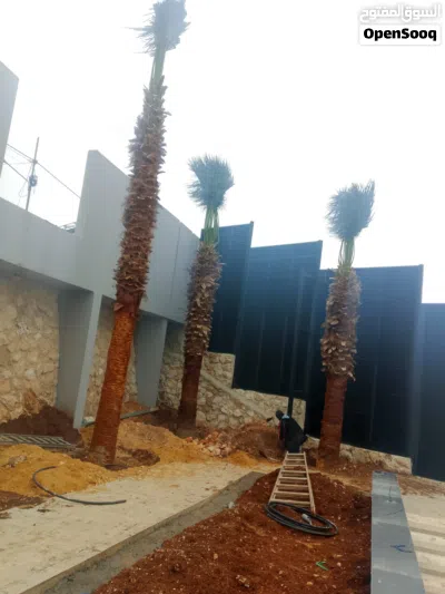 واشنطونيا زينة بجميع ارتفاعات وبأسعار ممتازة جداااا 4