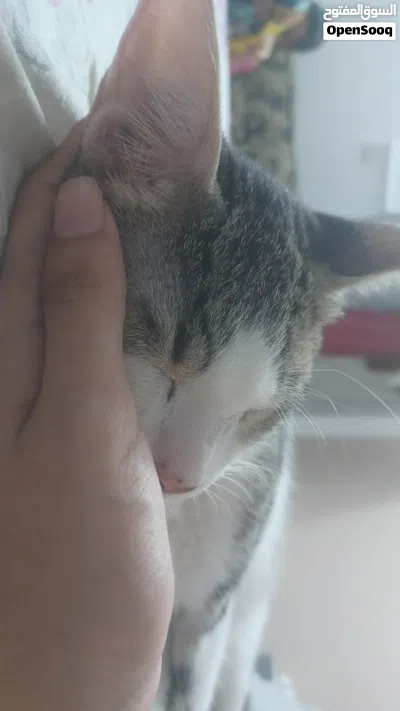 urgent free adoption for kittens 4