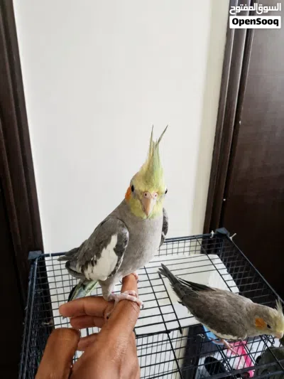 للبيع ثلاثة طيور كروان اليفين 3
