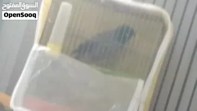 مينا متكلم فوق 10 كلمات 2