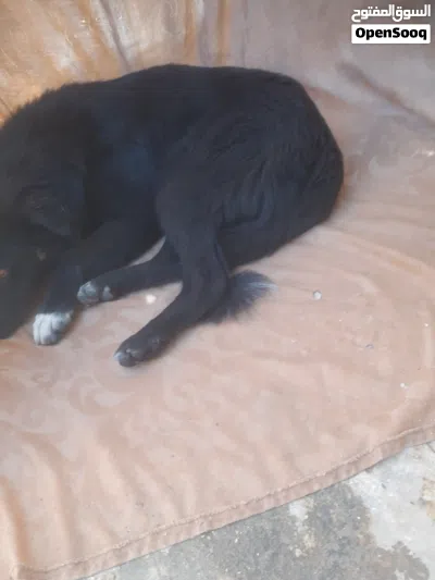 يشبه هذا الكلب مزيجًا من سلالات الرعي، مثل البوردر كولي (Border Collie) أو لابرادور (Labrador) 2