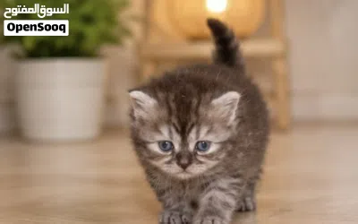 قطه عمر شهرين 3