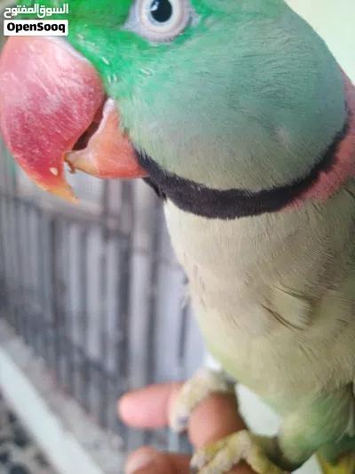 سلام عليكم ببغاء نيبالي الكسندر اليف وبي كلام 2