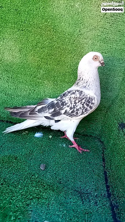 بسم الله ماشاء الله 2