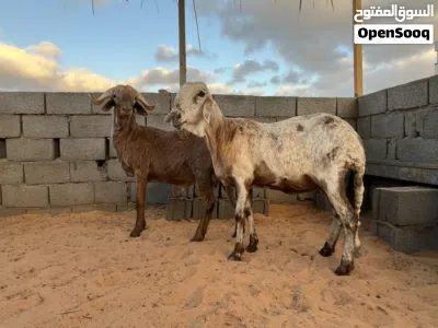 نعجه معاها حولي الله يبارك 4