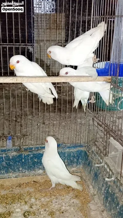 طيور روز للبيع 2
