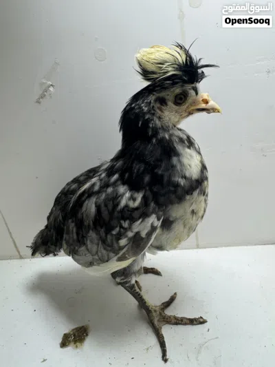 Chickens 3 months old 4
