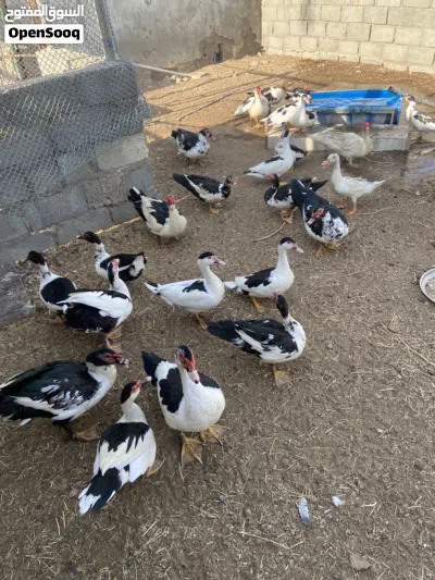 بط مصري منتج للبيع 3