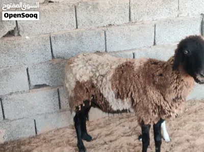 نعجه والده خروف نعجه ضنوتها اللهم بارك نعجه مرعي بس الي بيكسب خيرته فاها فيديو عالواتس اب 3