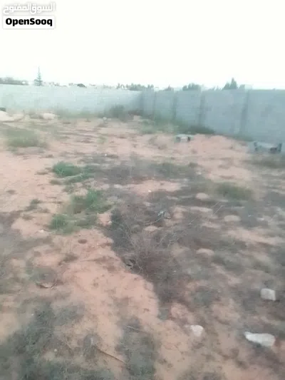 ارض للبيع ربي يبارك مالك طول قابل للنقاش 4