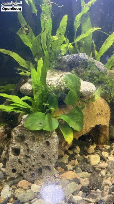 Fish tank حوض سمك 3