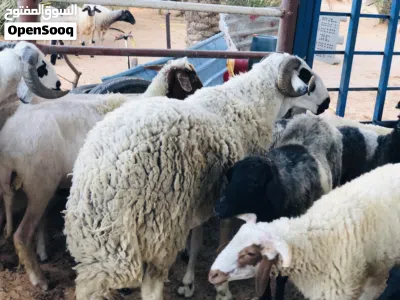 السلام عليكم فحل لبيع ربي يبارك 2