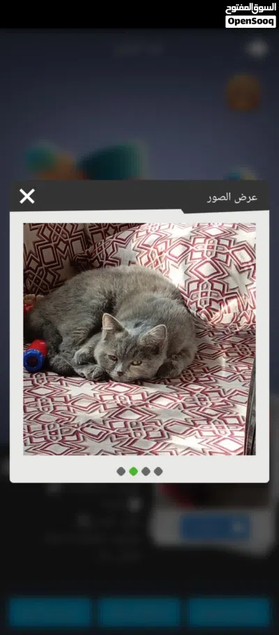 British short hair blue female kitten 2