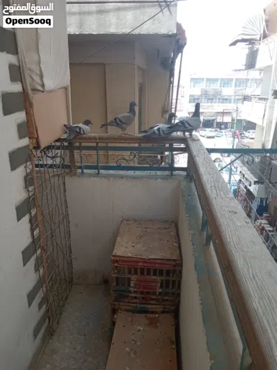 حمام زاجل مستوى عالي اصلي 3