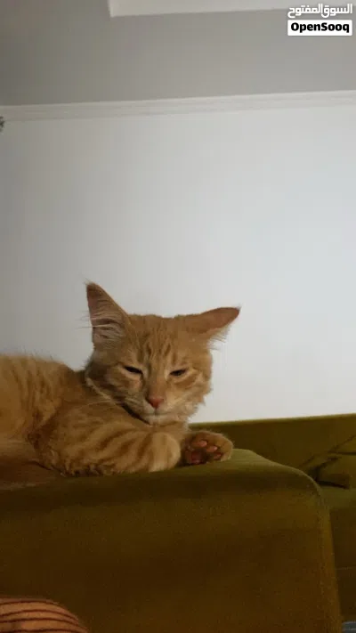 trained and vaccinated cat 2