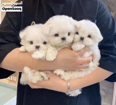 Maltese puppies 2