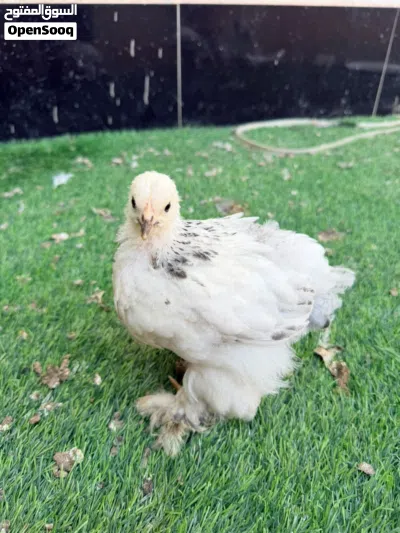 دجاج زينة براهما 2